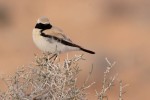 Пустынная каменка - Oenanthe deserti фото-4