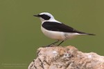 Черноухая каменка — Oenanthe hispanica (Linnaeus, 1758)