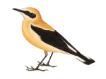 Черноухая каменка - Oenanthe melanoleuca рисунок-1
