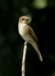 Серая мухоловка - Muscicapa striata фото-1