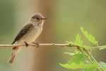 Серая мухоловка - Muscicapa striata фото-10