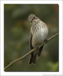 Серая мухоловка - Muscicapa striata фото-11
