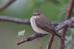 Серая мухоловка - Muscicapa striata фото-12