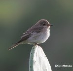Серая мухоловка - Muscicapa striata фото-13