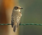 Серая мухоловка - Muscicapa striata фото-14
