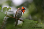 Серая мухоловка - Muscicapa striata фото-15