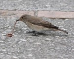 Серая мухоловка - Muscicapa striata фото-16