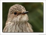 Серая мухоловка - Muscicapa striata фото-18