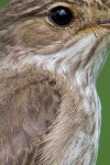Серая мухоловка - Muscicapa striata фото-19