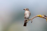 Серая мухоловка - Muscicapa striata фото-2