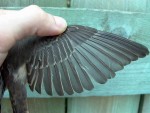 Серая мухоловка - Muscicapa striata фото-20