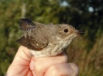 Серая мухоловка - Muscicapa striata фото-21