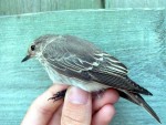 Серая мухоловка - Muscicapa striata фото-22