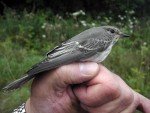 Серая мухоловка - Muscicapa striata фото-23