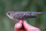 Серая мухоловка - Muscicapa striata фото-24