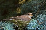 Серая мухоловка - Muscicapa striata фото-26