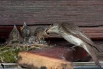 Серая мухоловка - Muscicapa striata фото-27