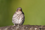 Серая мухоловка - Muscicapa striata фото-29