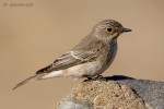 Серая мухоловка - Muscicapa striata фото-3