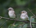 Серая мухоловка - Muscicapa striata фото-30