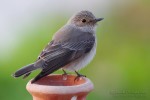 Серая мухоловка - Muscicapa striata фото-4