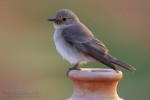 Серая мухоловка - Muscicapa striata фото-5