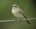 Серая мухоловка - Muscicapa striata фото-7