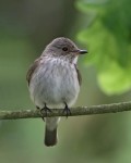 Серая мухоловка - Muscicapa striata фото-8