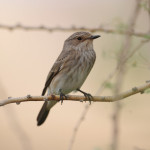 Серая мухоловка - Muscicapa striata фото-9