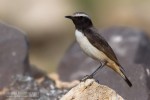 Курдистанская каменка - Oenanthe xanthoprymna фотография-1