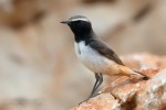 Курдистанская каменка - Oenanthe xanthoprymna фотография-2