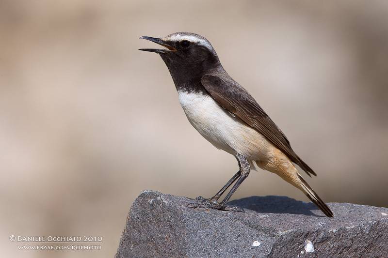 Курдистанская каменка - Oenanthe xanthoprymna (Hemprich et Ehrenberg, 1833)