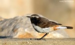 Курдистанская каменка - Oenanthe xanthoprymna фотография-4