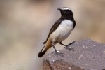 Курдистанская каменка - Oenanthe xanthoprymna фотография-5