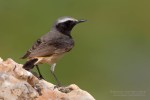 Курдистанская каменка - Oenanthe xanthoprymna фотография-6