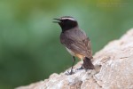 Курдистанская каменка - Oenanthe xanthoprymna фотография-7
