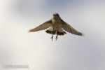 Курдистанская каменка - Oenanthe xanthoprymna фотография-9