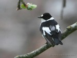 Мухоловка-белошейка - Ficedula albicollis фото-10