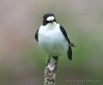 Мухоловка-белошейка - Ficedula albicollis фото-4