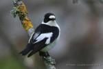 Мухоловка-белошейка - Ficedula albicollis фото-8