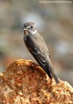 Пестрогрудая мухоловка - Muscicapa griseisticta рис. 3