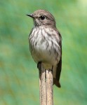 Пестрогрудая мухоловка - Muscicapa griseisticta фото-1