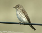 Пестрогрудая мухоловка - Muscicapa griseisticta фото-6