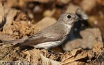 Пестрогрудая мухоловка - Muscicapa griseisticta фото-7