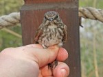 Пестрогрудая мухоловка - Muscicapa griseisticta фото-9