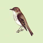 Пестрогрудая мухоловка - Muscicapa griseisticta рисунок-1