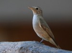 Рыжехвостая мухоловка - Muscicapa ruficauda фото-4