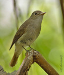 Рыжехвостая мухоловка - Muscicapa ruficauda фото-5