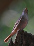 Рыжехвостая мухоловка - Muscicapa ruficauda фото-6