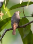 Рыжехвостая мухоловка - Muscicapa ruficauda фото-7
